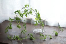 画像6: ハナドキlimitedφ120φ205H170CL　/　津村里佳 (6)